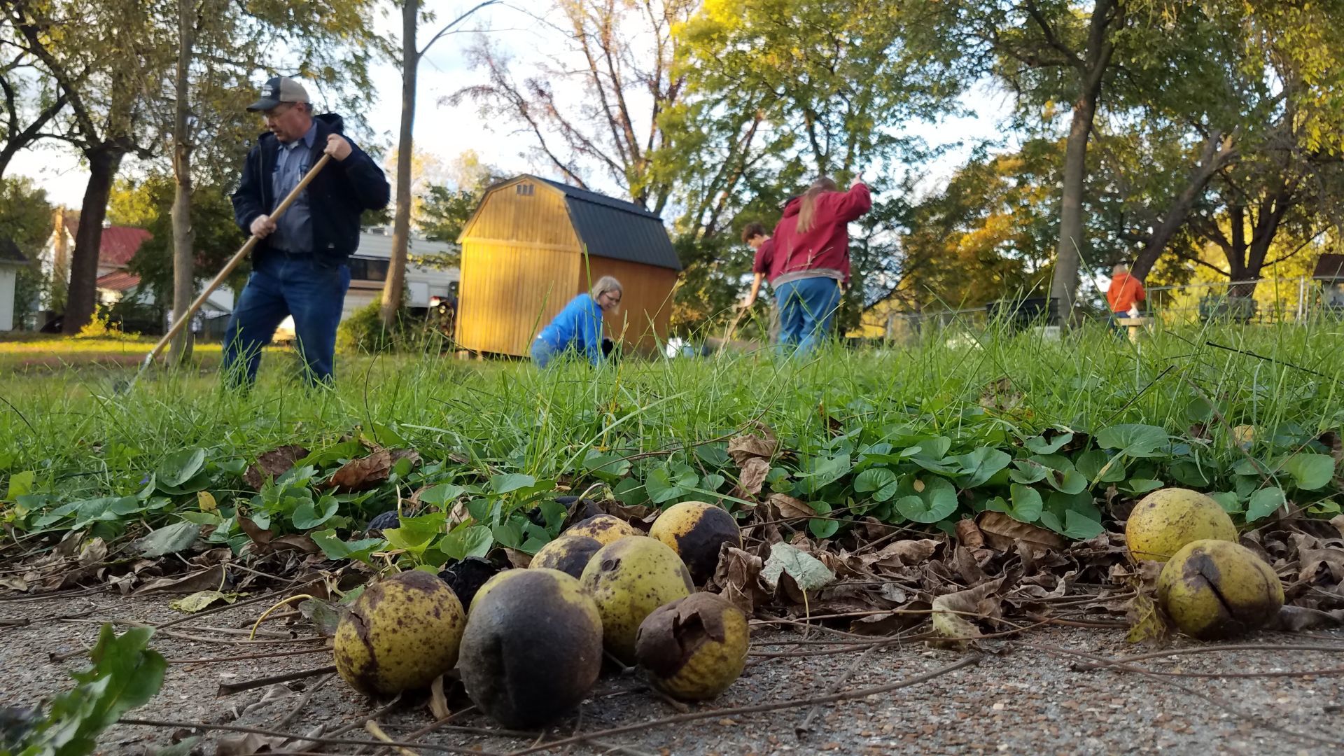 Missouriโs black walnut harvest